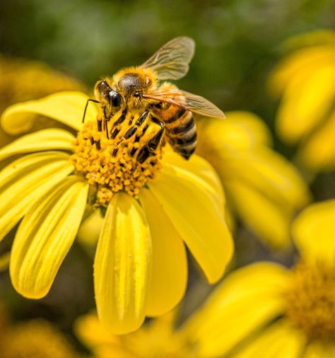 Bees Pollinating Flowers, 2023 Illustration, Pollinating Flowers, Vibe Board, Viewing Platform, Cute Home Screen Wallpaper, Cute Home Screens, Yellow Wildflowers, Busy Bees