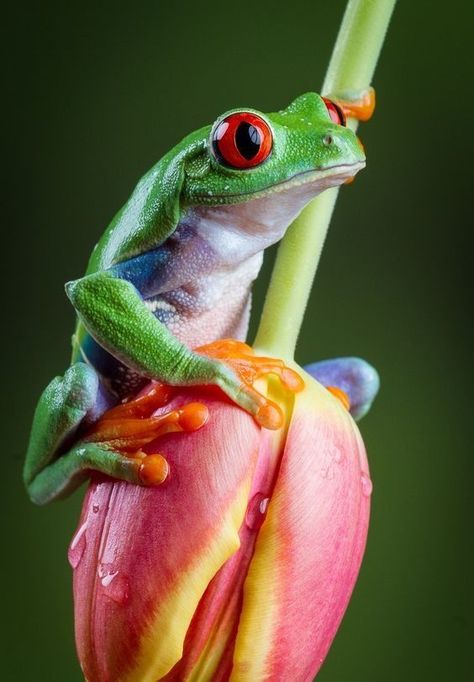 Amazing Frog, Pet Frogs, Red Eyed Tree Frog, Frog Pictures, Frog Tattoos, Funny Frogs, Frog Art, Tree Frog, Tulip Flower