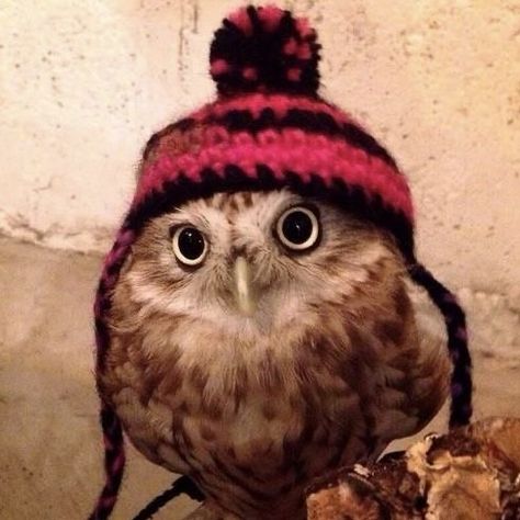 Owl Pet, Owl Pictures, Owl Bird, Silly Animals, Barn Owl, Little Birds, Cute Owl, Cute Birds, Sweet Animals