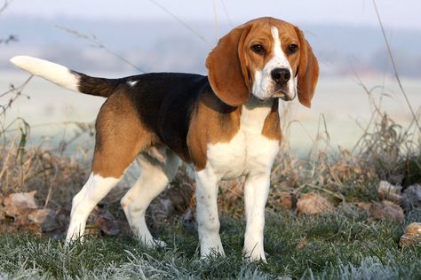 Beagle Hunting, Beagle Art, Expensive Dogs, Cute Beagles, Popular Dog Breeds, Most Popular Dog Breeds, Beagle Puppy, Charles Darwin, Dog Wallpaper