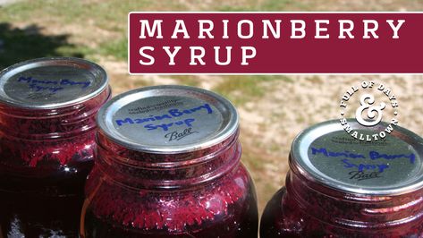 MARIONBERRY SYRUP RECIPE: arionberries make delicious preserves, pies, cobblers and syrup. Marionberry jam is one of my very favorites (second only to my mom’s raspberry jam!). Marionberry Jam, Gluten Free Sourdough Starter, Mary Berry Recipe, Home Canning Recipes, Gluten Free Sourdough, Canning Tips, Water Kefir, Homemade Syrup, Plant Based Breakfast