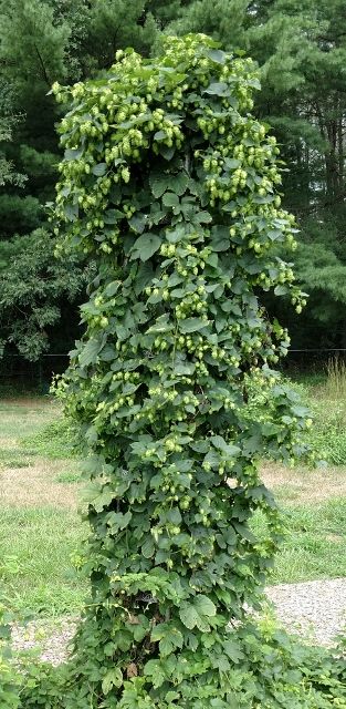 Growing hops on a arbor | Homebrew Talk - Beer, Wine, Mead, & Cider Brewing Discussion Forum Hop Trellis Ideas, Hop Trellis, Hops Trellis, Growing Hops, Metal Trellis, Pliny The Elder, Garden Poles, Diy Trellis, Just Let It Go