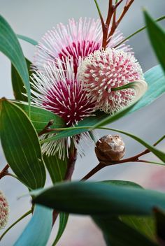 Australian Native Garden, Australian Wildflowers, Native Gardens, Australian Natives, Australian Flowers, Australian Native Flowers, Australian Plants, Australian Garden, Kangaroo Paw