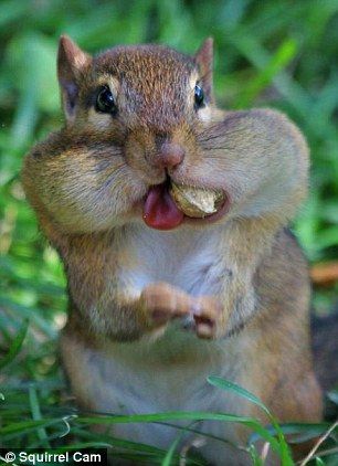 Images Of Squirrels, Squirrel Pictures, Squirrel Funny, Cute Squirrel, Little Critter, Fluffy Animals, Arte Animal, Cute Animal Photos, Funny Animal Pictures