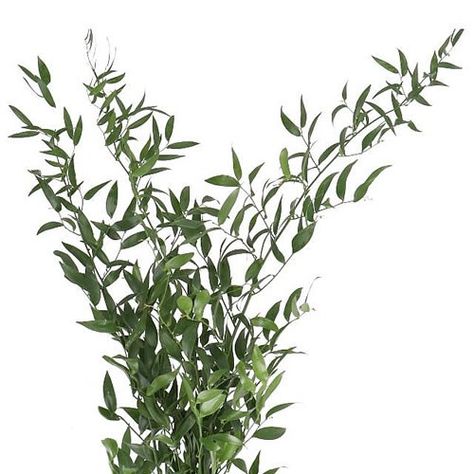 SOFT RUSCUS (SMALL LEAF) 45cm | Wholesale Dutch Flowers & Florist Supplies UK Soft Ruscus, Borthwick Castle, Leatherleaf Fern, Dutch Flowers, Flower Guide, Florist Supplies, Flowers Delivered, Green Soft, Flower Care