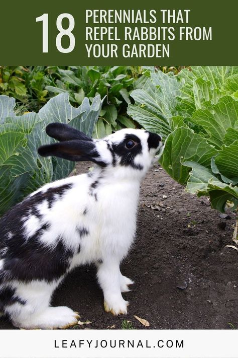 Pet Bunnies, Rabbit Repellent, Broccoli Leaves, Rabbit Resistant Plants, Rabbit Feeding, Alfalfa Hay, Rabbit Diet, List Of Vegetables, Dandelion Leaves