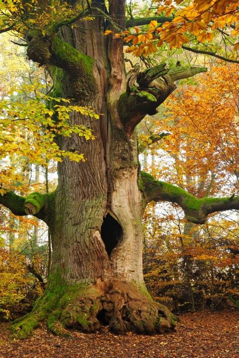 Trees and sculpture | Old trees, Weird trees, Tree forest Gnomes Tree, Door Tree, Weird Trees, Garden Gnomes Statue, Gnome Statues, Old Tree, Old Trees, Garden Gnome, Ancient Tree