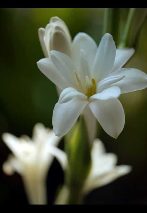 Polianthes tuberosa or tuberose flower #tattooideas #flowers #tuberose Polianthes Tuberosa, Tuberose Flower, Different Types Of Seeds, Country Garden Flowers, Summer Flowering Bulbs, Beauty In Everything, Seed Packaging, Flower Meanings, Bloom Blossom