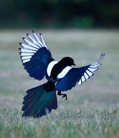 The Magpie. I've always saw these birds in Sicily; now I know their name. Bird Wings, Airbrush Art, Nature Birds, White Bird, Exotic Birds, Pretty Birds, Bird Photo, Colorful Birds, Magpie