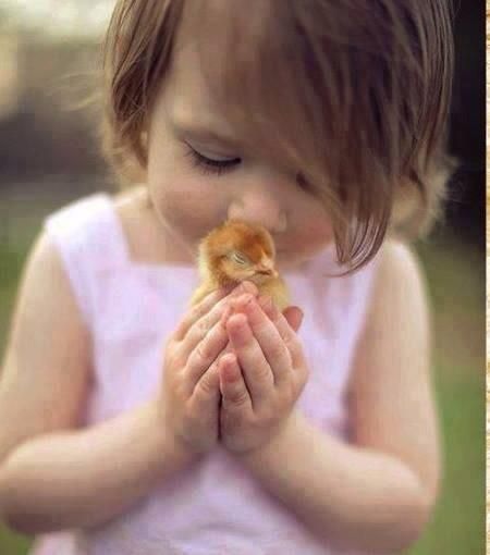 Pro vegan: Children have a pure heart seeing animals as friends,never as food. Let's cultivate their compassion. Baby Chicks Photography, Easter Mini Session, Easter Photoshoot, Easter Photography, Chicken Toys, Spring Animals, Toddler Photos, Baby Chickens, Easter Pictures