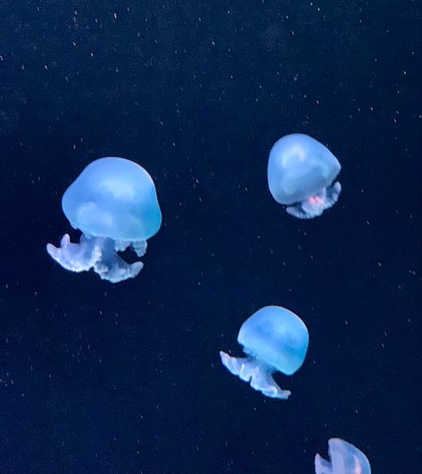 Light Blue Jellyfish, Jellyfish Pictures, Sea Jellies, Princess Jellyfish, Blue Jellyfish, Jellyfish Art, Light Blue Aesthetic, Fish Wallpaper, Aquatic Animals