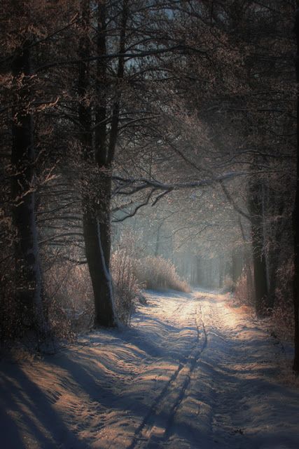 Snowy Country Road at Dusk | Content in a Cottage Snowy Path, Landscape Designs, Winter Scenery, Winter Beauty, Snow Scenes, Winter Wonder, Depth Of Field, Alam Yang Indah, Winter Landscape