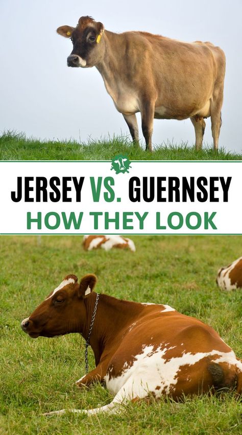 When it comes to these two cow breeds, the Guernsey cow has a size advantage over a Jersey. Medium-to-large framed, mature Guernsey cows can weigh up to 1,400 pounds (sows) and 2,000 pounds (bulls). #Jerseycows weigh in between 800 and 1,200 pounds when fully mature. They are one of the smallest dairy breeds, with small-to medium-frames. Their look is a bit more refined in the shoulders and head than #guernseycows Guernsey Milk Cows, Dairy Cow Breeds, Cow Breeds, Family Cow, Jersey Cattle, Guernsey Cow, Milk Cows, Small Farming, Miniature Cows