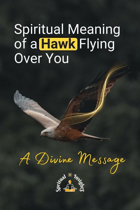 Spiritual Meaning of a Hawk Flying Over You – A Divine Message Hawk Meaning, Hawk Symbolism, Hawk Flying, Spirit Animal Meaning, Animal Meanings, Spiritual Animal, Sick Remedies, Animal Spirit Guides, Flying Together