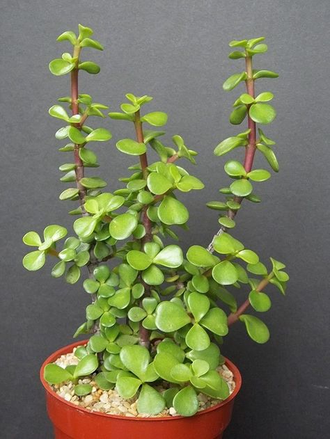 32 Types of Jade Plants | Best Jade Varieties | Balcony Garden Web Jade Plant Care, Elephant Bush, Jade Succulent, 8 House, Gardening Indoors, Jade Bonsai, Jade Tree, Green Elephant, Jade Plant