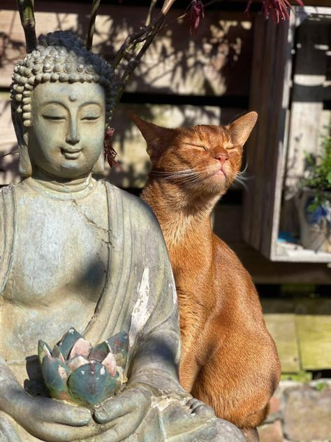 Cat Buddha, Cat Therapy, Image Zen, Fav Animal, Most Popular Cat Breeds, Popular Cat Breeds, Cup Cat, Cat Treat Recipes, Treat Recipes