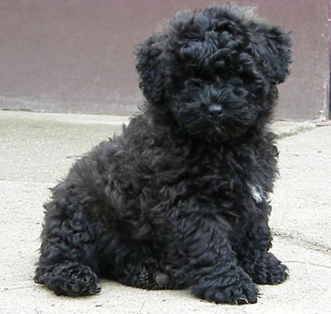 Puli Puppy Pumi Dog, Puli Dog, Hungarian Dog, Chubby Puppies, Herding Dogs, Bear Dog, Purebred Dogs, Poodle Puppy, Doberman