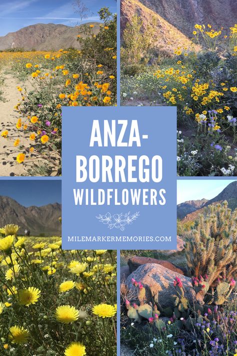 Want to experince the beauty of desert wildflowers without the insane crowds? Our guide to when and where to see Anza-Borrego wildflowers and how to enjoy a super bloom without traffic and crowd frustrations! Anza Borrego State Park, Desert Wildflowers, Borrego Springs, Anza Borrego, California Wildflowers, Super Bloom, Some Beautiful Pictures, Canyon Road, Off Road Adventure