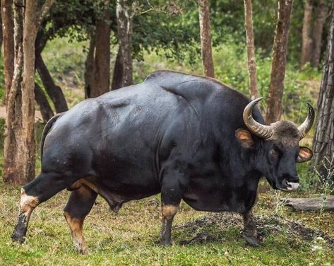 Indian Animals, Lenticular Clouds, Nature Pictures, Animal Kingdom, Animals Beautiful, Pet Birds, Animals And Pets, Mammals, Animals Wild