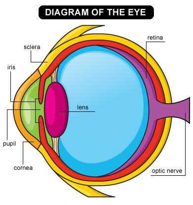 eyes_2_-_diagram_of_the_eye.gif 390×414 pixels Eye Anatomy Diagram, Diagram Of The Eye, Human Eye Diagram, Anatomy For Kids, Eye Project, Eye Anatomy, Human Body Unit, Parts Of The Eye, The Human Eye