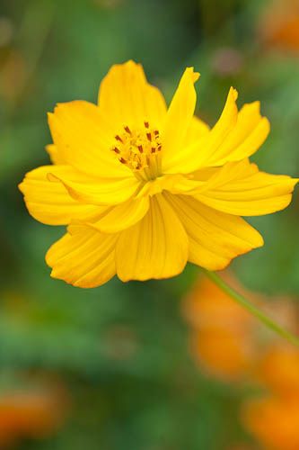 Cosmos Sulphureus, Cosmos, Mood Board, Nature Photography, Yellow, Flowers, Plants, Photography