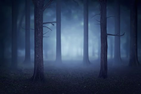 Forest with lots of trees and fog Premiu... | Premium Photo Background Tree, Scary Backgrounds, Gacha Backgrounds, Creepy Backgrounds, Star Overlays, Photo Room, Forest Background, Scenery Background, Foggy Forest