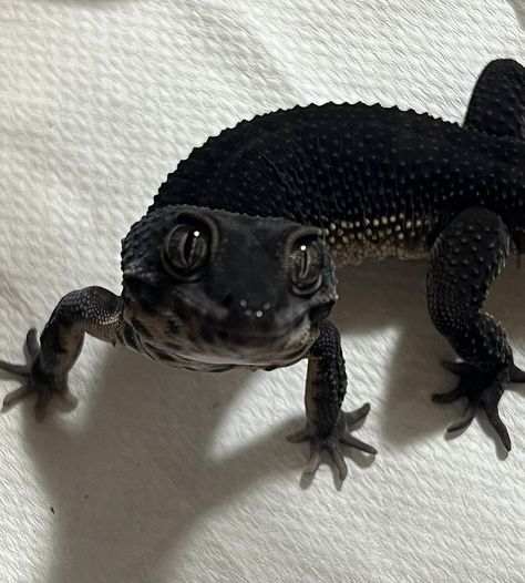 Pet Reptiles Aesthetic, Cute Monitor Lizard, Pet Lizard Aesthetic, Black Crested Gecko, Leopard Gecko Aesthetic, Lizards Aesthetic, Gecko Aesthetic, Lizard Aesthetic, Cute Lizards