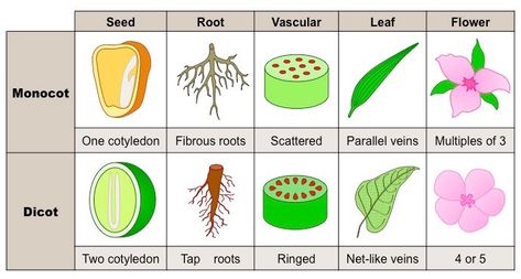 Monocot Vs Dicot, Parts Of A Flower, Floral Branch, Root System, Parts Of A Plant, Desert Plants, Photosynthesis, Leaf Flowers, Trees To Plant