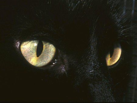 Cat Eyes - cats eyes, black, cats, cat, eye In The Dark, A Black, Black Cat, Yellow, Black