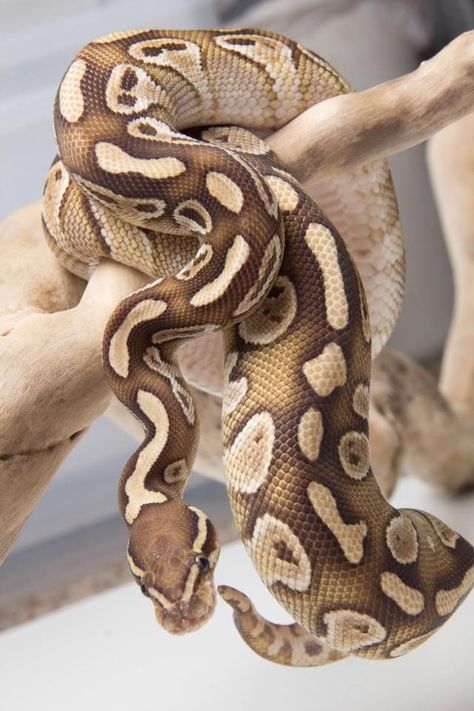 Joule- My female lesser ball python Lesser Ball Python, Ball Python Pet, Ball Python Snake, Snake Terrarium, Pretty Snakes, Ball Python Morphs, Snake Lovers, Cute Reptiles, Python Snake