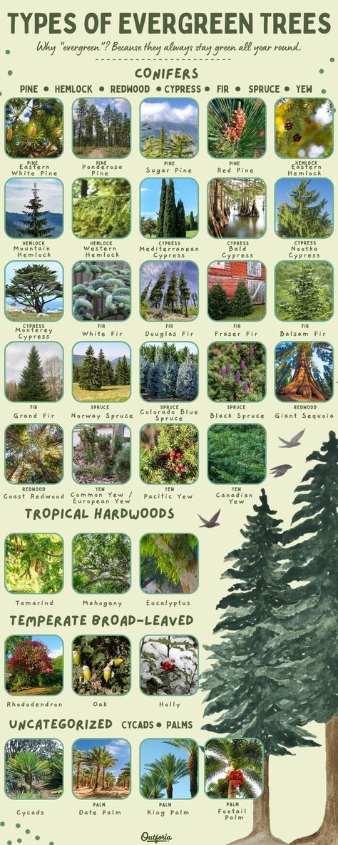 Evergreen trees are true to their name; they always stay green. They stand out, especially in the winter, since the plant’s foliage remains green and functioning all year round. Check out Outforia's latest article to know the 35 types of evergreen trees. Types Of Trees Landscaping, Plants That Stay Green In Winter, Plants And Their Names, Tree Identification Chart, Types Of Landscapes, Types Of Evergreen Trees, Different Types Of Forests, Types Of Pine Trees, Identifying Trees