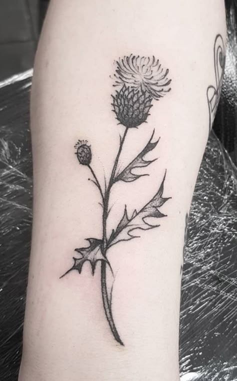 Geometric Thistle Tattoo, Thistle Tattoo Simple, Scotland Thistle Tattoo, Thistle And Heather Tattoo, Milk Thistle Tattoo, Scottish Thistle Tattoo Delicate, Easy Tattoos For Women, Scotland Tattoo Ideas, Thistle Tattoo Black