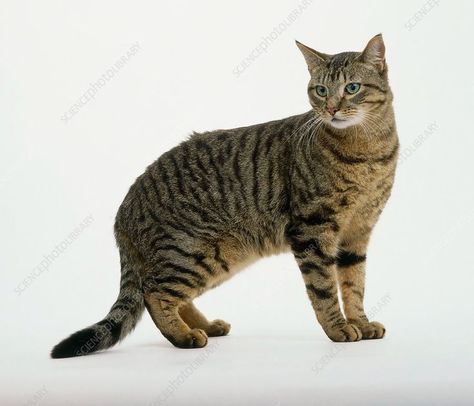 Brown tabby cat on all fours, side view. Brown Tabby Cat, Brown Tabby, Tabby Cats, Warrior Cat Oc, Cat Oc, Cat Reference, Animal Drawing, Cat Pose, Cat Top