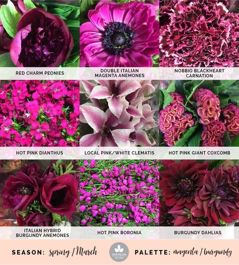 Mayesh Cooler Picks Spring Magenta Mayesh Cooler Picks, Pink Dianthus, White Clematis, Burgundy Dahlia, Coral Charm Peony, Flower Chart, Magenta Flowers, Red Charm, Boda Mexicana