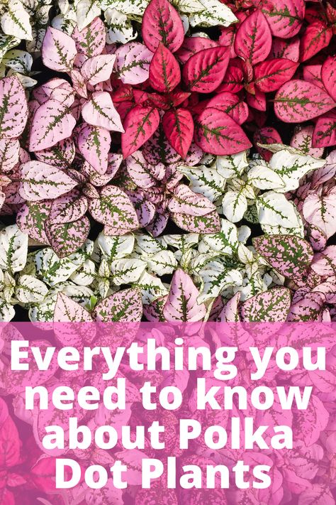 Pink Leaved Plants, Pink Foliage Plants, Colorful Leaf Plants, Pink And Green Leaf Plant, Plant With Pink And Green Leaves, Pink Leaves Plants, Polka Dot Plant Outdoors, Plants With Pink Leaves, Pink Plants Outdoor