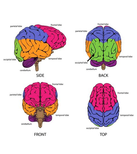 Human Brain Parts, The Brain For Kids, Brain Project, Brain Parts, Glial Cells, Occipital Lobe, Brain Size, Motor Planning, Brain Facts