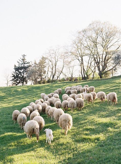 Herd Of Sheep, Country Photography, Baa Baa Black Sheep, Villas In Italy, Jose Villa, Italian Countryside, Sheep Farm, Sheep And Lamb, The Good Shepherd