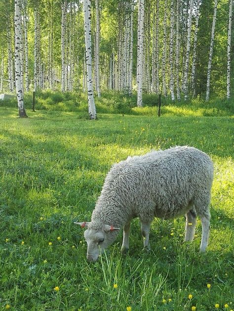 Canadian - Irish roots 🍀 Sheep Grazing Fields, Shepherds Cottage, Sheep Grazing, Green Pastures, Farm Layout, Irish Roots, Counting Sheep, Green Field, Sheep Farm