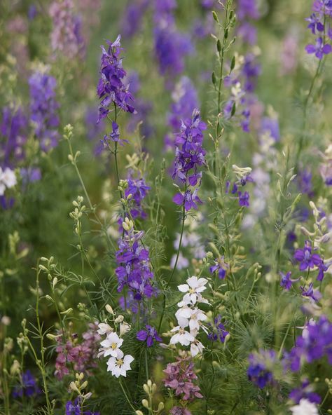 Just some happy purple flowers for your feed ✨ . . . . . Shot with @jennamurrayphoto #austinweddingphotographer #thegrandladywedding #thegrandlady #texasweddingphotographer #spring #summerwedding #wildflowerseason Jessica And Justin, White Wildflowers, Purple Wildflowers, Austin Wedding Photographer, Dallas Wedding, Purple And White, Wedding Photo, Purple Flowers, Summer Wedding