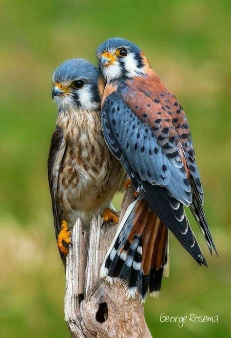 Kestrel, Australian Birds, Bird Supplies, Nature Birds, Two Birds, Bird Pictures, Exotic Birds, Pretty Birds, Bird Photo