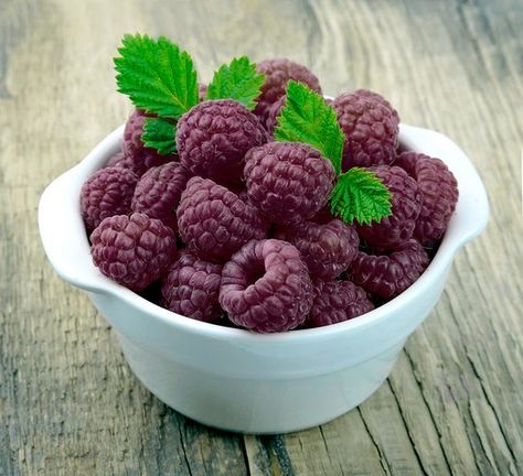 Raspberry Bush, Raspberry Plants, Florida Plants, Berry Plants, Free Fruit, Mulberry Tree, Banana Tree, Red Raspberry, Starter Plants