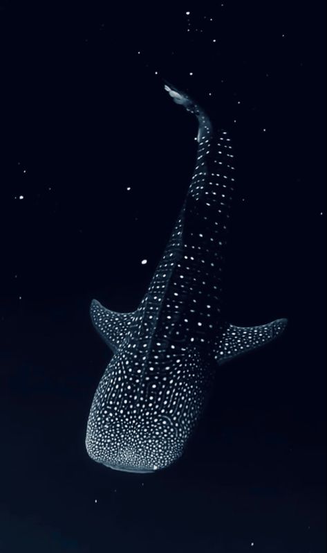 Cool Whale Pictures, Whale Shark Pictures, Bioluminescent Deep Sea Creatures, Whale Shark Lockscreen, Whale Shark Wallpaper Aesthetic, Deep Sea Themed Bedroom, Deep Sea Illustration, Bioluminescence Creatures, Deep Blue Sea Wallpaper