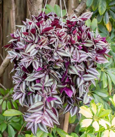 How To Grow Tradescantia Zebrina: Easy Care & Propagation Tips - Garden Lovers Club Black Insects, Wandering Jew Plant, Wandering Jew, Mushroom Hair, Neem Oil, Peat Moss, Healthy Environment, Yellow Leaves, Garden Lovers