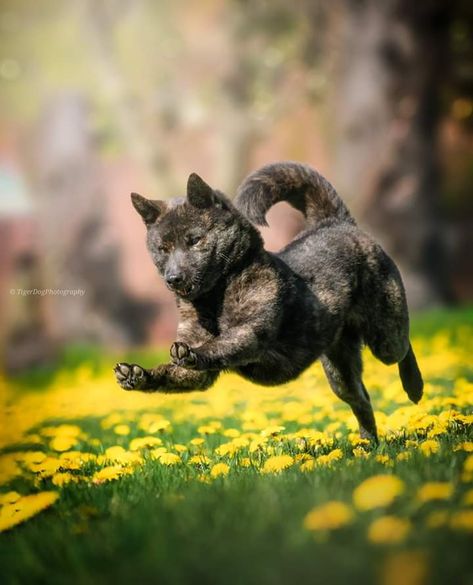 Animal Dynamic Poses, Dynamic Animal Poses Reference, Dog Poses Reference Photo, Dog Dynamic Pose, Dog Growling Reference, Dynamic Dog Poses, Dog Running Reference, Dynamic Cat Poses, Puppy Walking