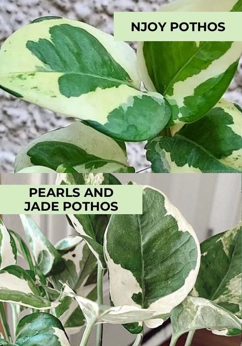 Pothos NJoy vs Pearls and Jade: 5 Differences (and 9 Similarities) Jade Satin Pothos, Njoy Pothos Plant, Pothos Njoy, N Joy Pothos, Pothos Varieties, N'joy Pothos, N’joy Pothos, Jade Pothos, Pothos Plant Care