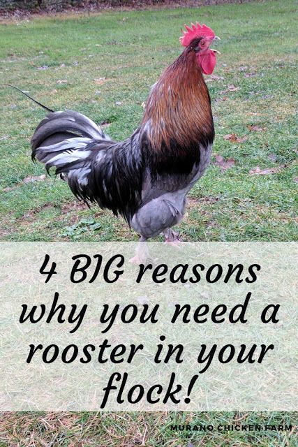 Best Rooster Breeds Backyard Chickens, Rosters Chicken, Rooster Pen, Breed Chickens, Chicken Math, Chickens Coop, Rooster Garden, Raising Turkeys, Rooster Breeds