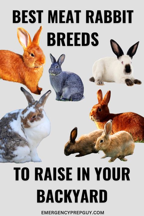 This image displays a variety of rabbit breeds ideal for meat production, showcasing different colors and sizes against a neutral background, highlighting the options available for raising meat rabbits in your backyard. Meat Rabbits Breeds, Meat Rabbits, Raising Rabbits, Rabbit Breeds, Raising Goats, Homesteading Ideas, Animal Husbandry, Ground Zero, Best Meat