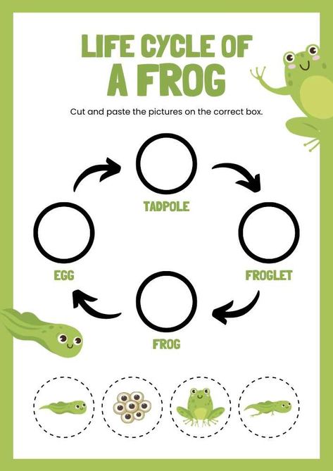 Life Cycle of A Frog English Animal Worksheet Life Cycle Of Frog Preschool, Life Cycle Of Animals Worksheet, Life Cycle Of Frog Worksheet, The Life Cycle Of A Frog, Animal Life Cycles Preschool, Frog Cycle Crafts Preschool, Free Life Cycle Printables, Life Cycle Of A Frog Craft, Life Cycle Activities For Preschoolers