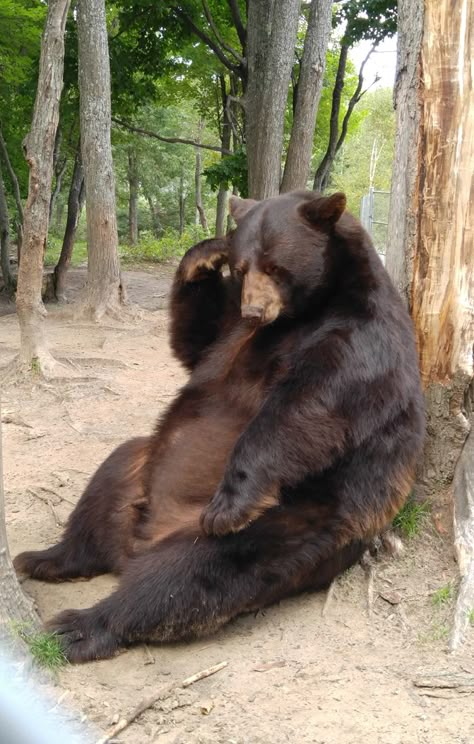 Oswald's Bear Ranch Pinterest Photos Bears Sitting, Tattoo Nature, Brown Bears, Bear Photos, Funny Bears, Bear Pictures, Bear Art, Silly Animals, Grizzly Bear