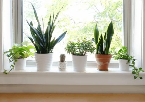 Plants On Window Sill Aesthetic, Plants On Window Sill, Easy Diy Wood Projects, Window Sill Plants, Pallet Projects Wall, Windowsill Plants, Window Sill Decor, Kitchen Window Sill, Windowsill Garden